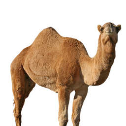 Camel